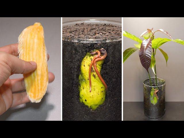 Growing Mango Tree from seed Time Lapse