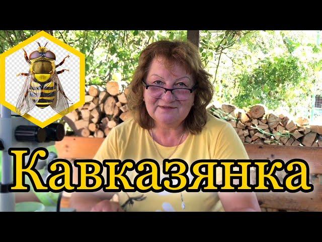 Кавказская порода - Эксперимент 3К