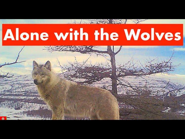 Survive Among the Wolves / ALONE WITH WOLVES / Siberia / Adventure / Bushcraft in Siberia