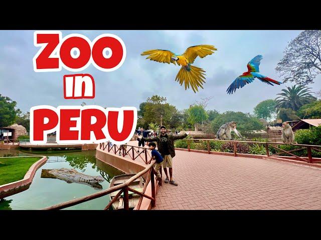 HUGE ZOO TOUR IN PERU! WONT BELIEVE WHAT WE CAME ACROSS!!!