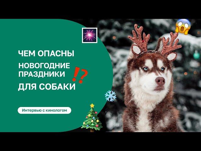 Что делать, если собака боится петард?