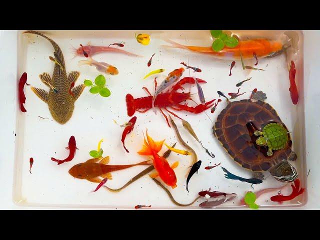 OH MY GOD! Luxury Ornamental Turtles In Caves, Angelfish, Koi Fish, Guppies | Fishing Video