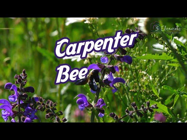 Violet Carpenter Bee - Holzbiene - Xylocopa violacea | NATUR VIDEOS