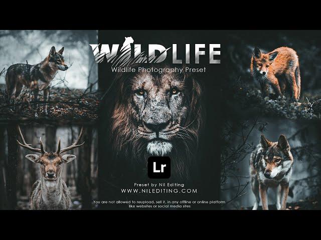 Free Lightroom Presets DNG XMP Download | Wildlife Photography Preset Mobile Lightroom Tutorial