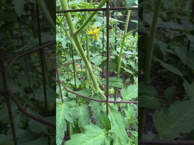Super Garden One Month Old #garden #compost #grow #vegetables
