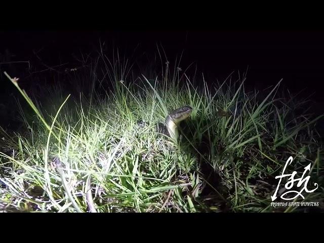 Periscoping Water Snake in the darkness of the Swamp