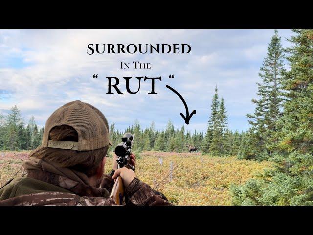 Moose Hunting During The Rut in Newfoundland ! ( Moose Everywhere! ) - Moose 2024 PT 1/2