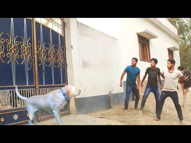 New comedy amazing funny Videos 2023 New year funny video Episode 51 By Bindas Fun Ds