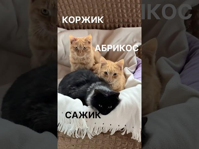 Спасли трёх котят с улицы и теперь они живут с нами)