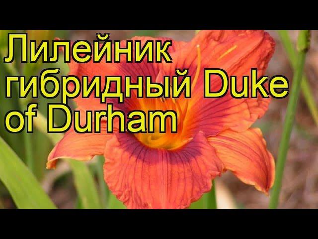 Лилейник гибридный Герцог Дарем. Краткий обзор, описание hemerocallis hybrida Duke of Durham