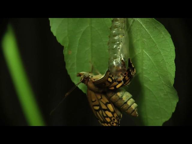 Butterfly Emerges From Chrysalis