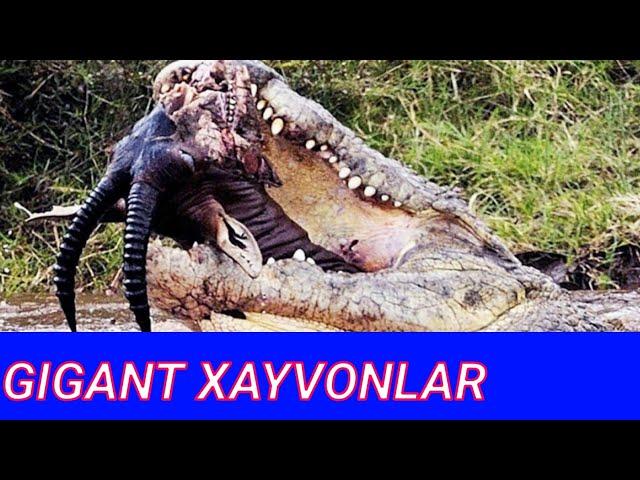 DUNYODAGI TOP 5 eng GIGANT XAYVONLAR