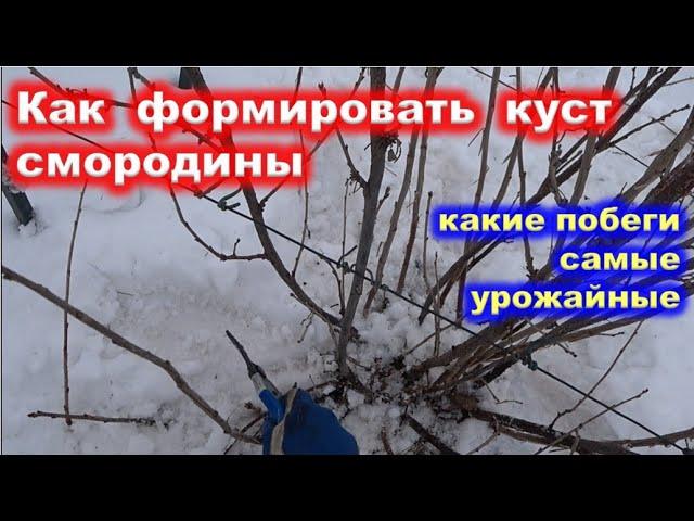 Формировка КУСТА СМОРОДИНЫ. Какие побеги оставлять на урожай.