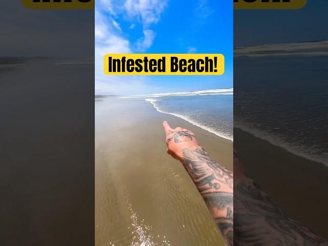 THESE Are Under YOUR Feet at the Beach!  #animals #nature #shorts