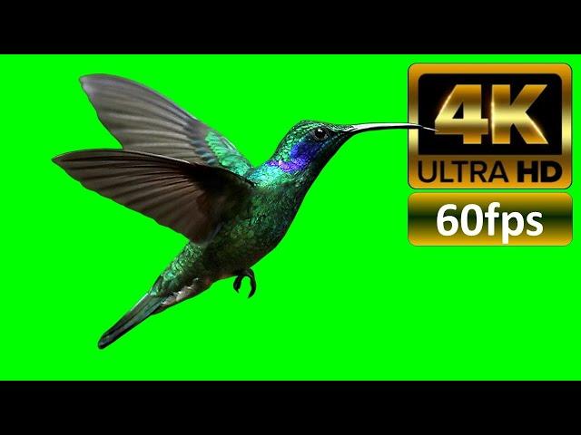 Hummingbird Green Screen 4K ULTRA HD 60fps No Copyright