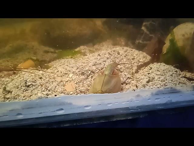 Triops Australiensis Green digging in Bulgaria 2