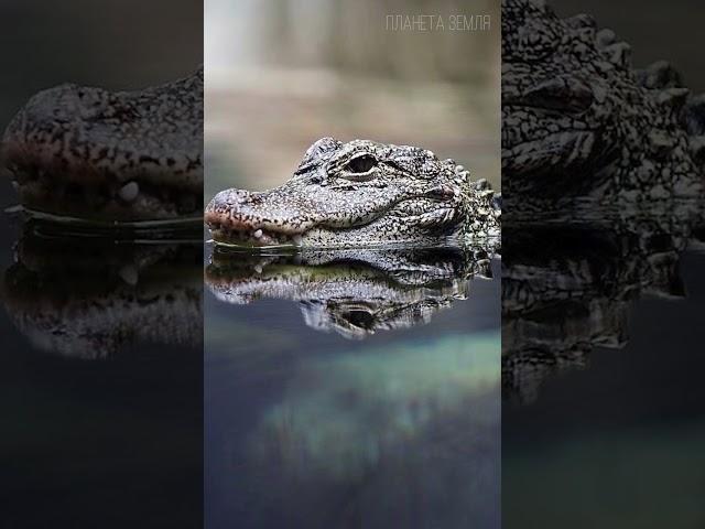 Alligator: How does it differ from crocodile
