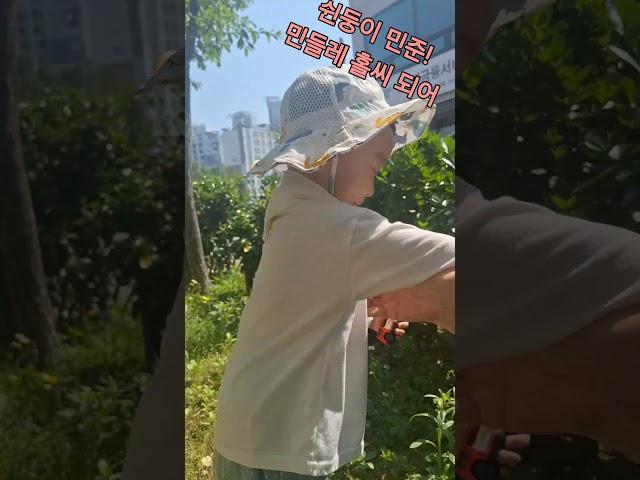 쉰둥이네 삼형제!민들레 홀씨되어!#민들레 홀씨#귀여운 #아기
