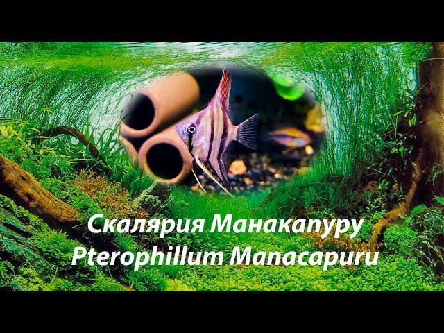 Скалярия Манакапуру , малыши / Pterophillum Manacapuru