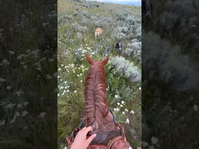 Spring in Montana #mountains #horses #mustang #reddeadredemption #adventure #riding #blmmustang #blm
