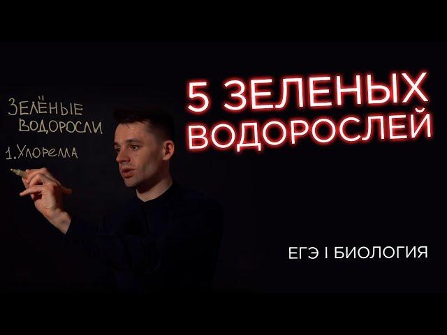 5 зеленых водорослей для ЕГЭ по биологии | Ботаника | Даниил Дарвин