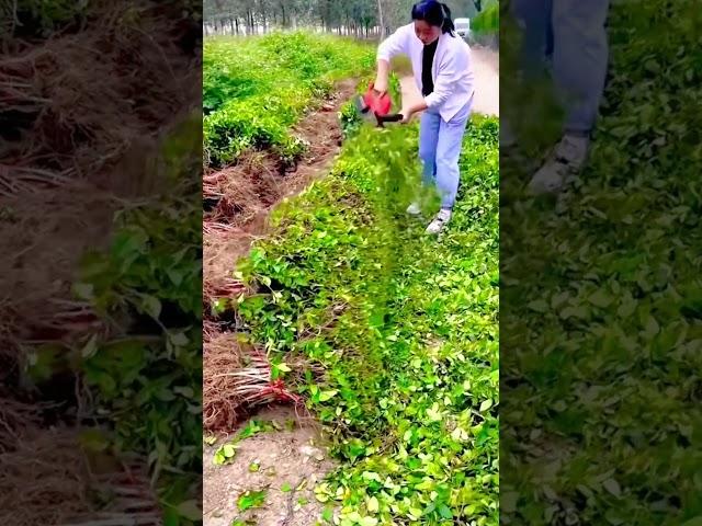 unique tool for cutting leaves on plants quickly #shorts
