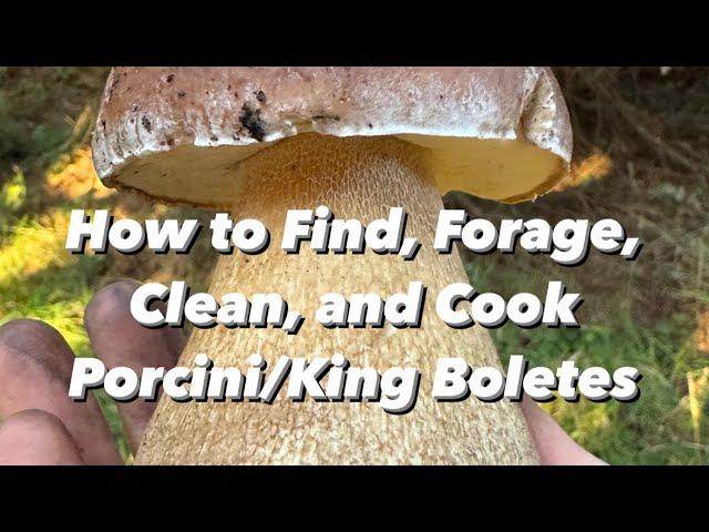 How to Find, Forage, Clean, and Cook Porcini/King Boletes (Boletus edulis) in California