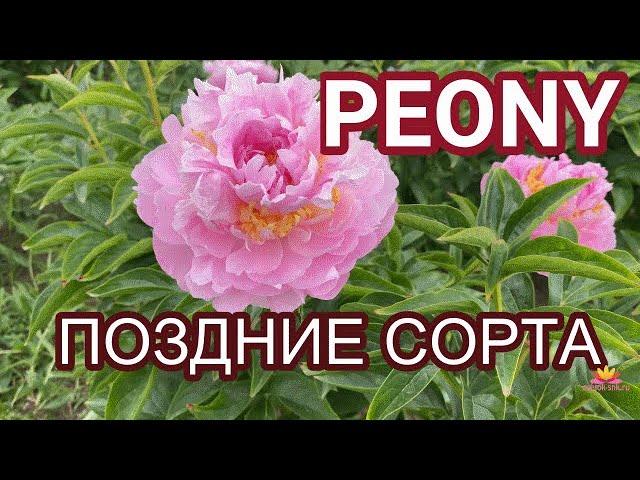 Поздние сорта пионов / Сад Ворошиловой