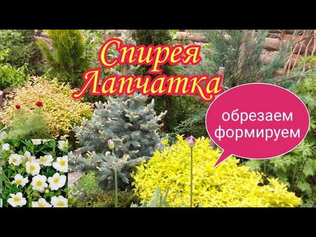 Спирея японская.Лапчатка белая.Обрезаем.Формируем.Весной.#Дача#Сад СветаСветланы#