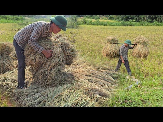 1 Day Work - Harvesting Rice And Taking Care Of Pigs  Chickens - At the Farm | Solo Survival