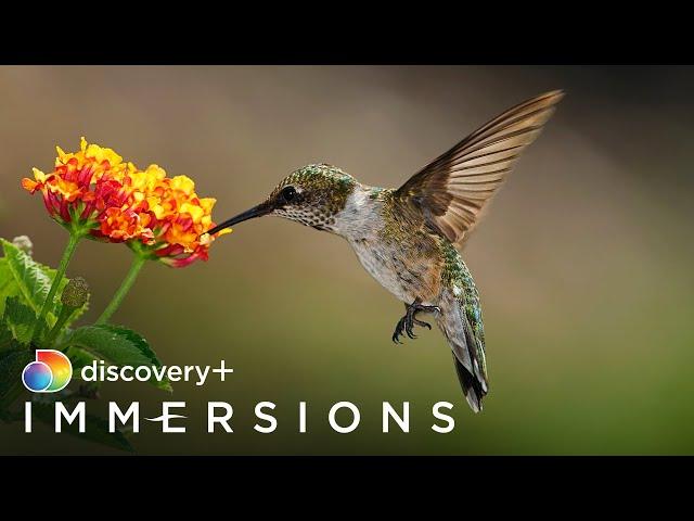 Habitats to Call Home (Slow TV) | discovery+ Immersions