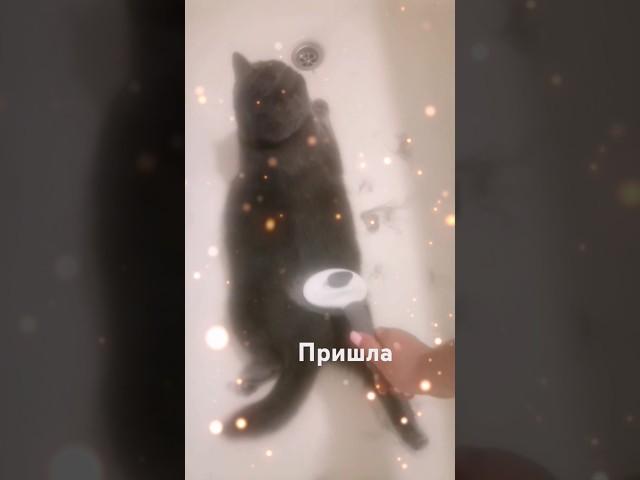 Вот лежу здесь - отдыхаю - никого не трогаю... Пришла блин.... #кот #котик