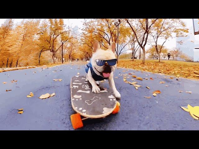 Dog skates and enjoys the view  it's so beautiful!