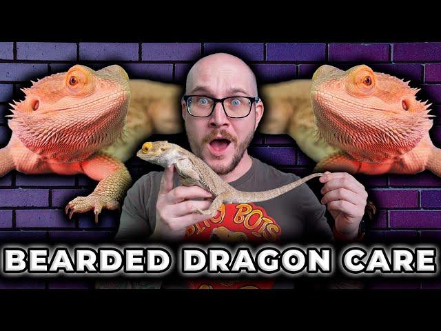 Complete Bearded Dragon Care Guide | Everything You Need To Know in 2023