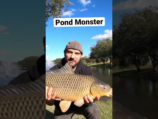 Big common carp in a neighborhood pond. #shorts #carp #carpfishing