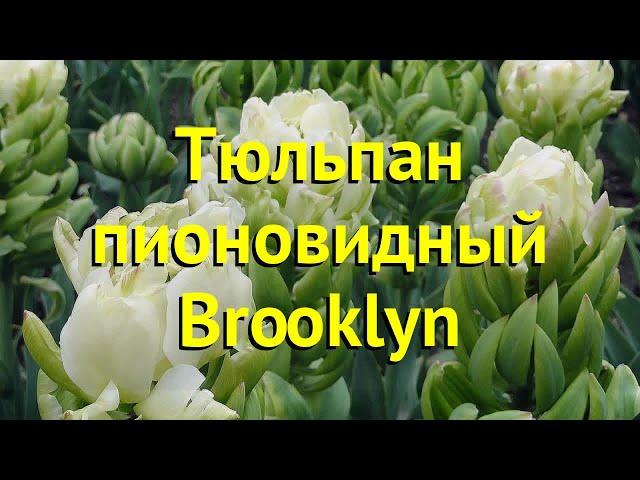 Тюльпан пионовидный Бруклин. Краткий обзор, описание характеристик tulipa Brooklyn