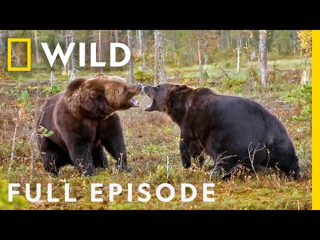 Enemy Within: The Battle for Survival (Full Episode) | Animal Fight Night