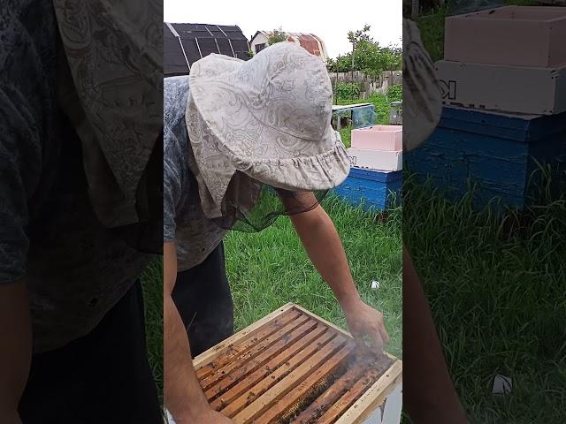 как сделать отводок на старую матку