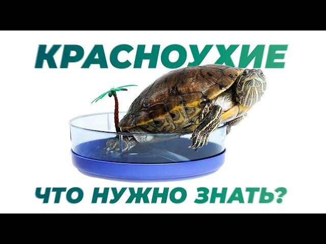 Красноухая черепаха.  Содержание дома.  Интересные факты.