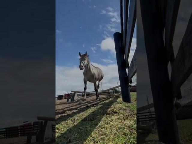 It could all BOOM   { Credits ​@PonyLexi } #subscribe #equestrian #torie #relatable #tifani