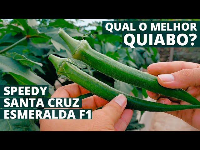 Which Okra Variety Produces the Most? We tested 3! (Speedy, Esmeralda, Santa Cruz)