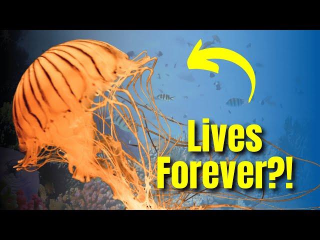 25 Animal Facts That You Didn't Know About - Part 1