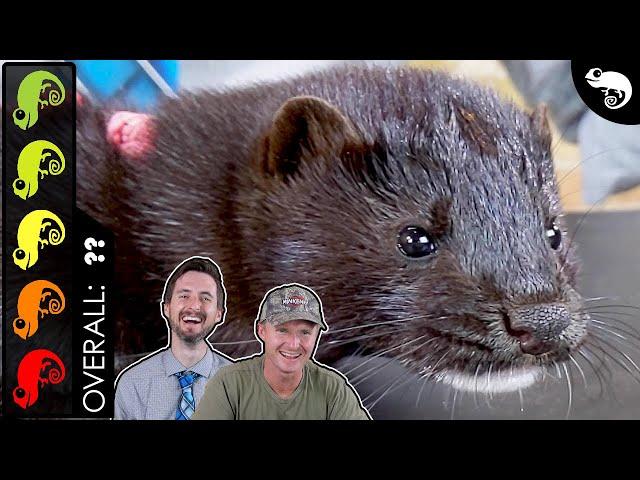 Mink, The Best Pet Mammal?