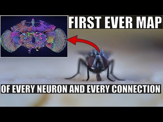 Wow! Largest Brain Map Ever Shows Every Neuron and Connection...In a Fruit Fly