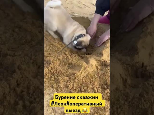 #любовь #собака #леон #животные #прикол #собаки #мопс #puppy #мопсы #юмор