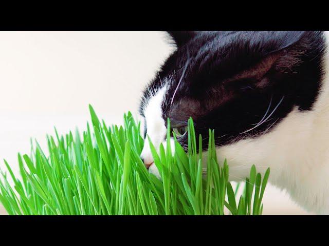 Cat eats grass, ASMR...ish