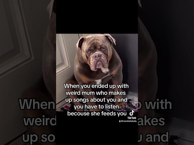 #grumpydog #oeb #werid #funny #dog #song #viralvideo #follow