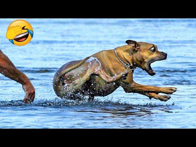 Best Funny Animal Videos 2022  - Funniest Cats And Dogs Videos