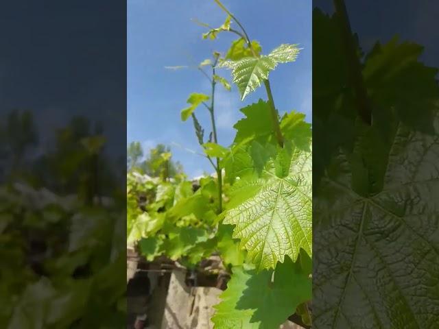  red grapes #shorts #vinegrape #grapegarden #vine