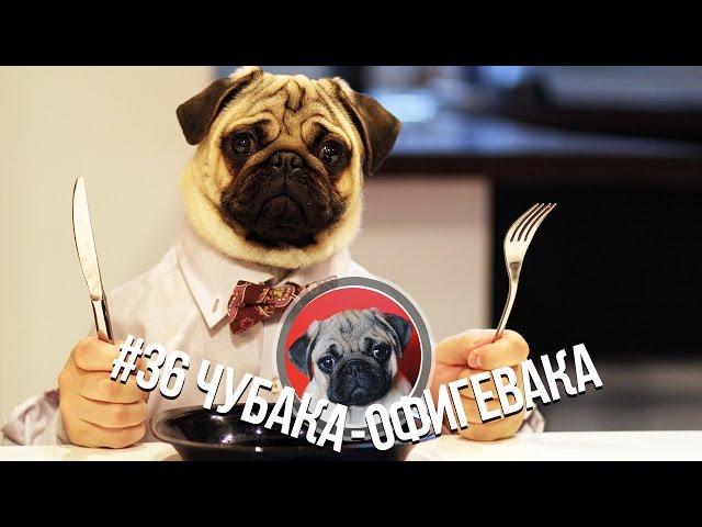 #36 Чубака-офигевака... или Мой хозяин идиот